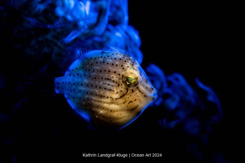 Ocean Art Underwater Photo Contest 2024 Best Photos