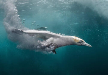 Ocean Art Underwater Photo Contest 2024 Best Photos