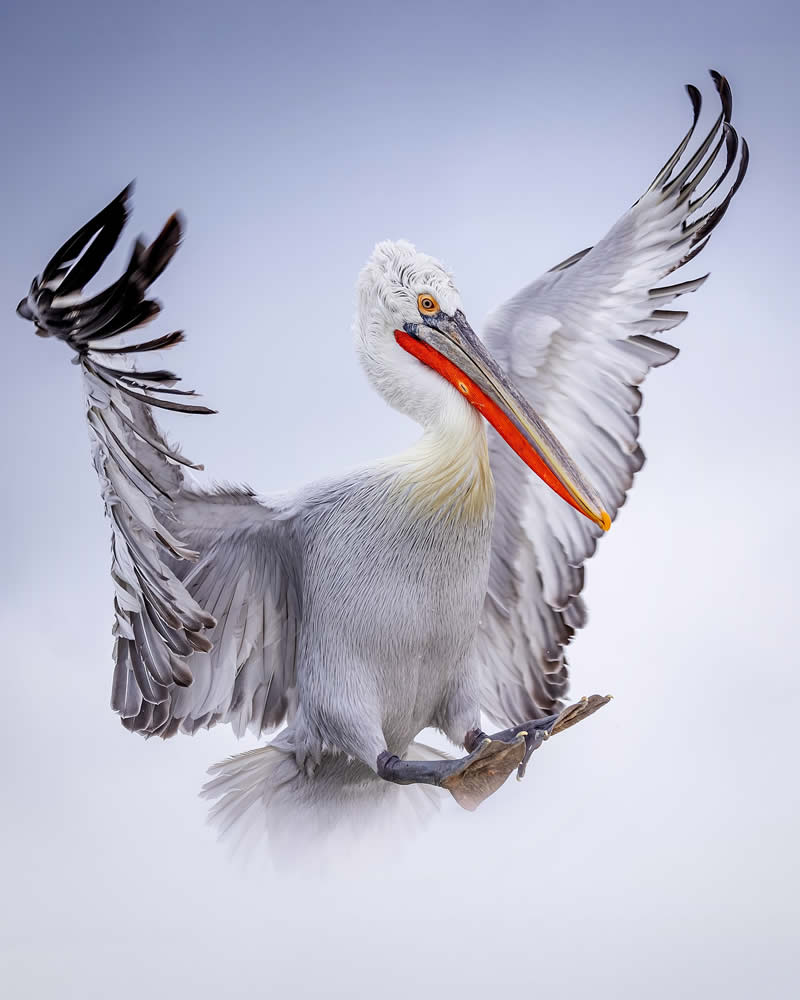 Pelican Bird Photography by Sean Weekly