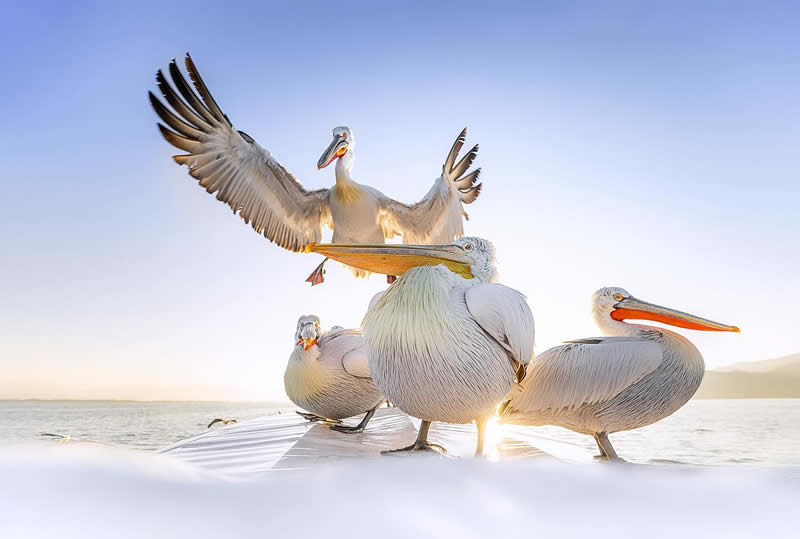 Pelican Bird Photography by Sean Weekly