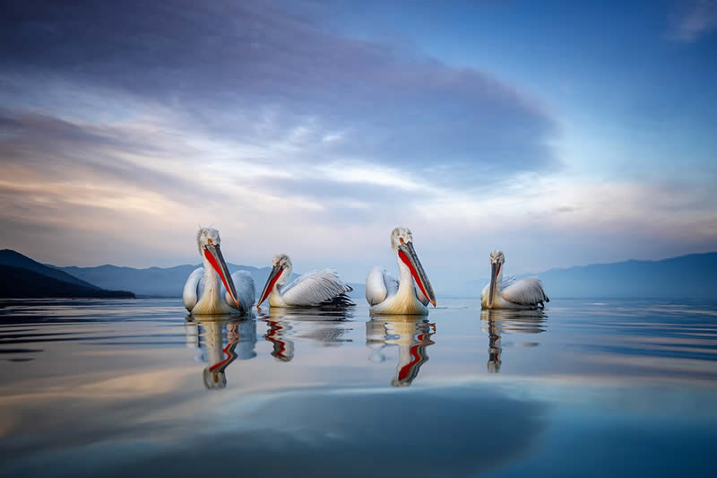 Pelican Bird Photography by Sean Weekly