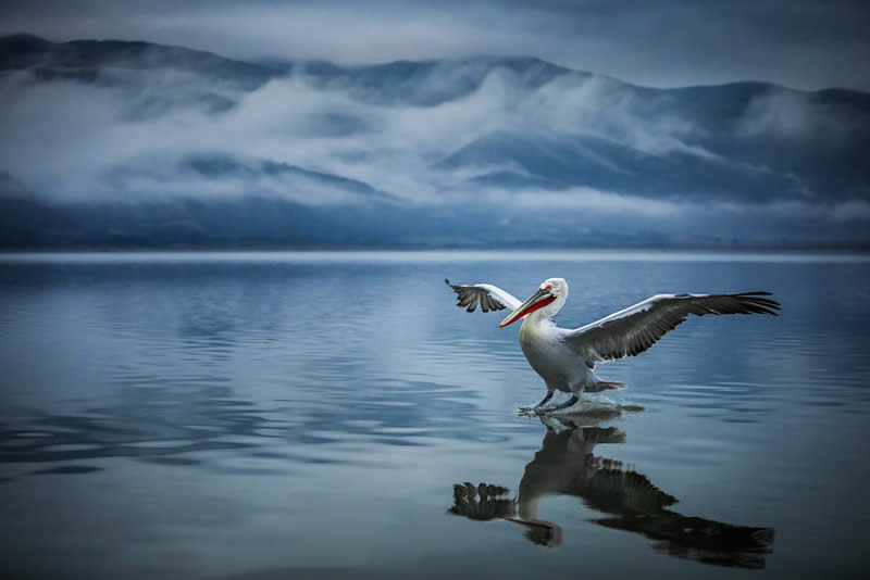 Pelican Bird Photography by Sean Weekly