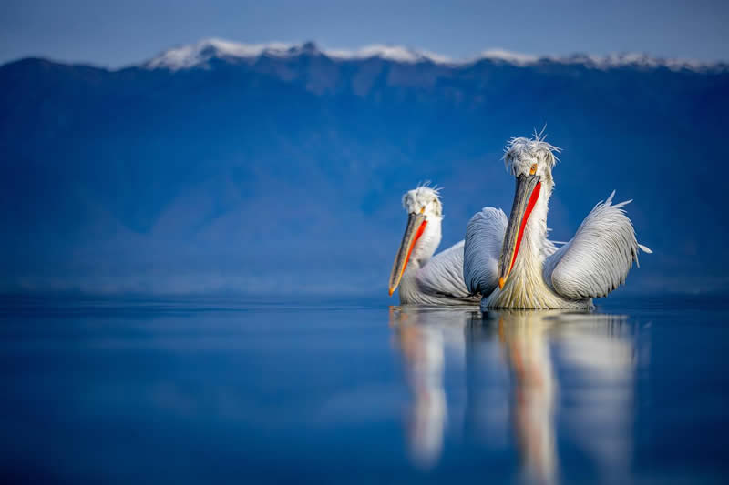 Pelican Bird Photography by Sean Weekly