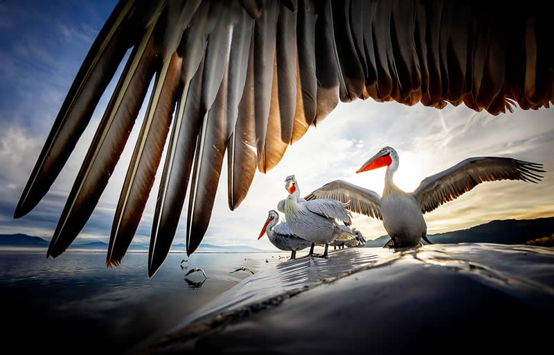 Pelican Bird Photography by Sean Weekly