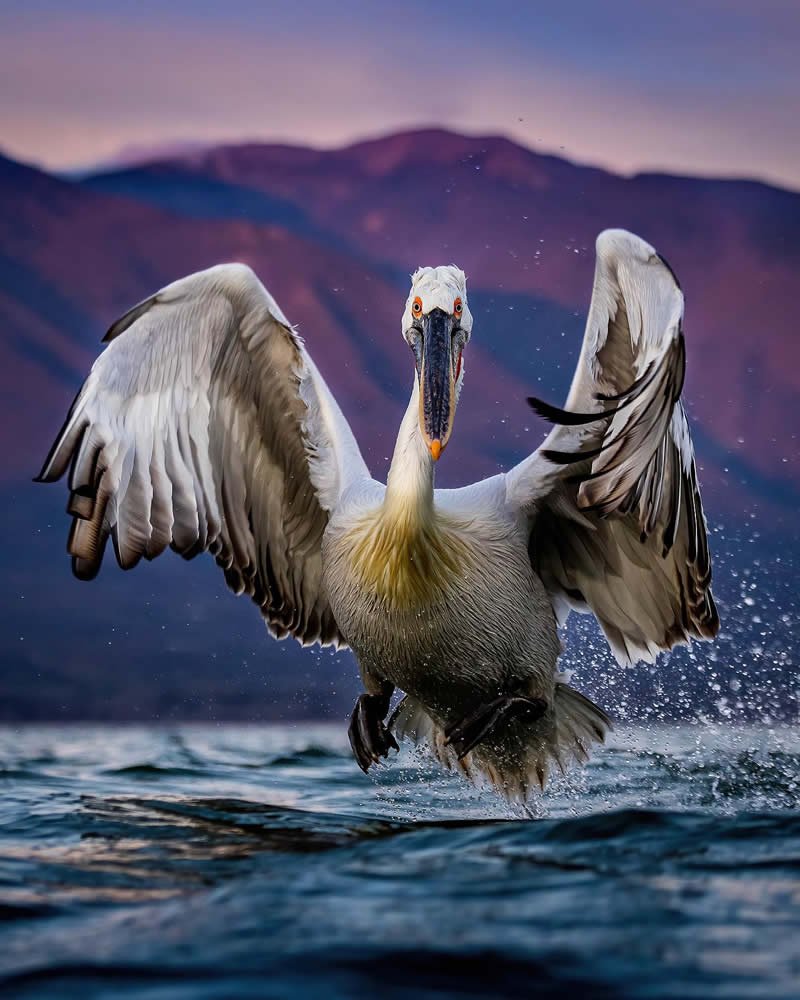 Pelican Bird Photography by Sean Weekly