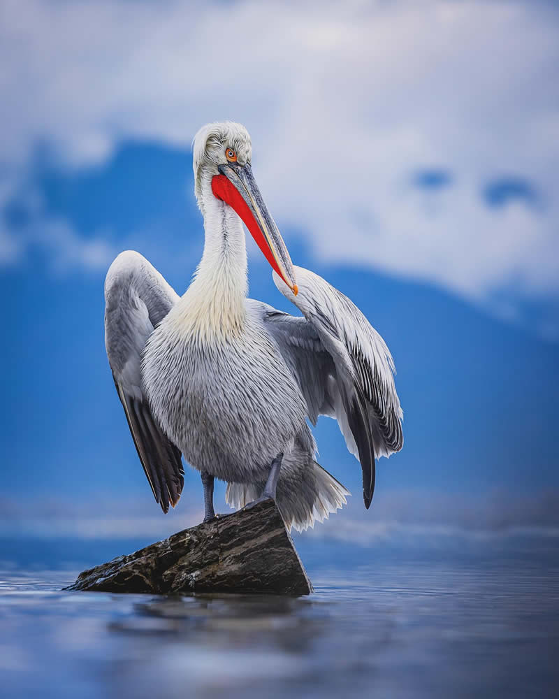 Pelican Bird Photography by Sean Weekly