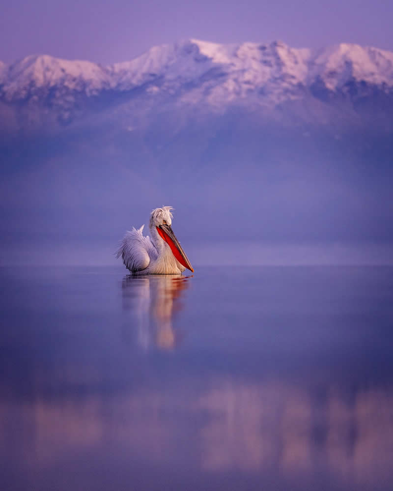 Pelican Bird Photography by Sean Weekly