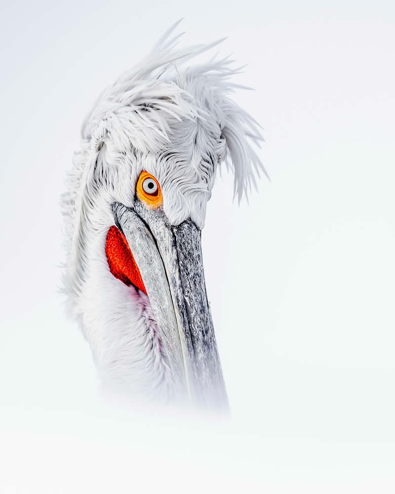 Pelican Bird Photography by Sean Weekly