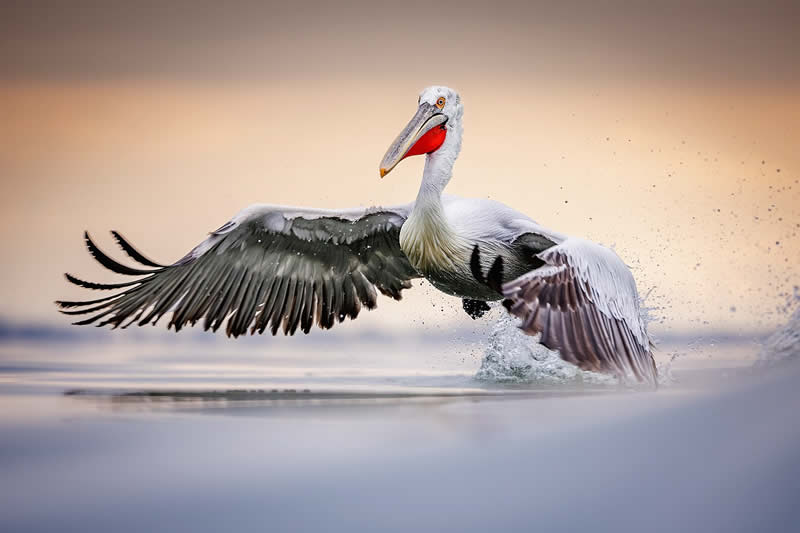 Pelican Bird Photography by Sean Weekly