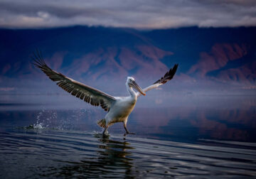 Wildlife Photographer Sean Weekly Beautifully Captures Pelicans in their Natural Habitat