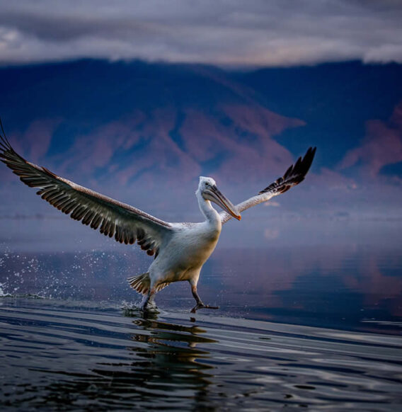 Wildlife Photographer Sean Weekly Beautifully Captures Pelicans in their Natural Habitat