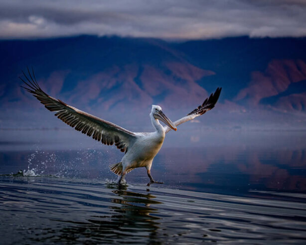 Wildlife Photographer Sean Weekly Beautifully Captures Pelicans in their Natural Habitat