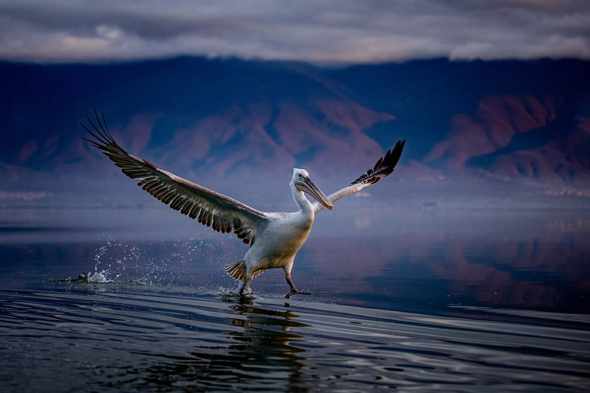 Wildlife Photographer Sean Weekly Beautifully Captures Pelicans in their Natural Habitat