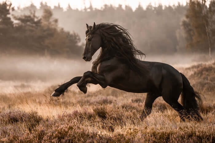 International Pet Photographer of the Year Awards 2024 Winners