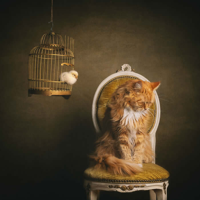 International Pet Photographer of the Year Awards 2024 Winners