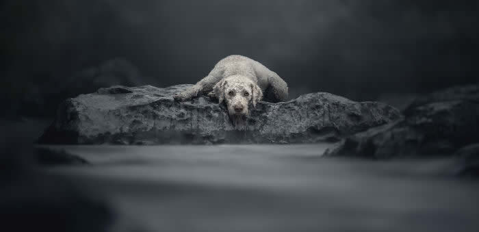 International Pet Photographer of the Year Awards 2024 Winners