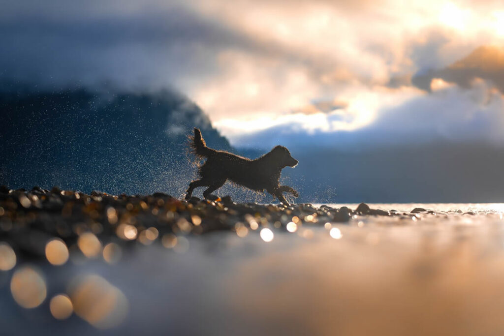 International Pet Photographer of the Year Awards 2024 Winners