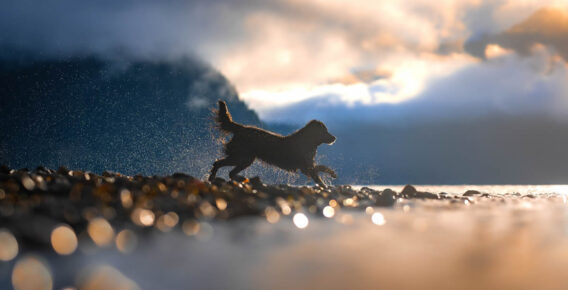 30 Award-Winning Photos From the 2024 International Pet Photographer of the Year Awards