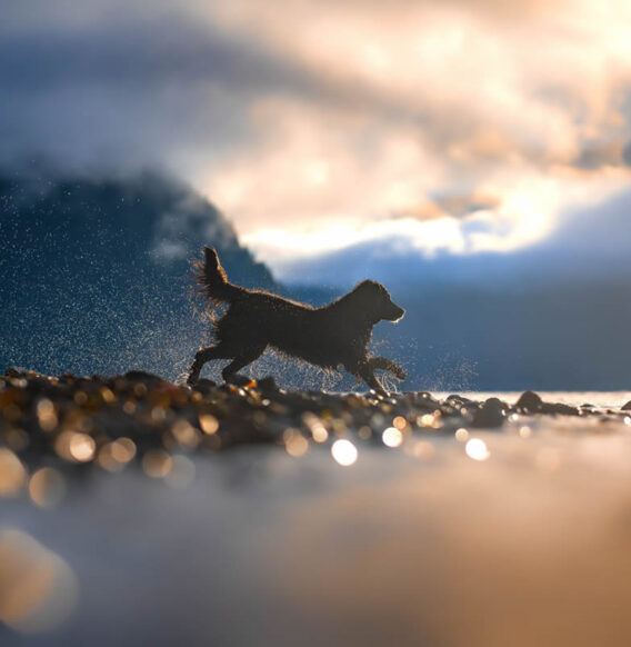 30 Award-Winning Photos From the 2024 International Pet Photographer of the Year Awards