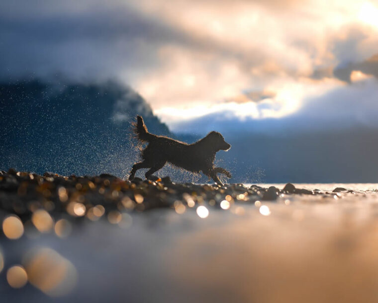 30 Award-Winning Photos From the 2024 International Pet Photographer of the Year Awards