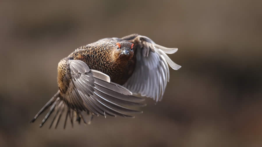 SINWP Bird Photographer of the Year 2024 Winners