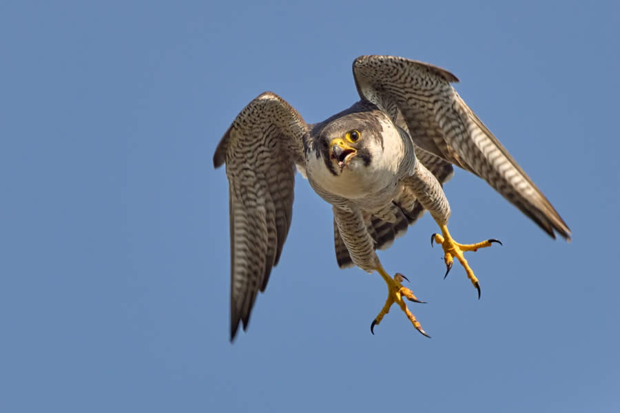 SINWP Bird Photographer of the Year 2024 Winners