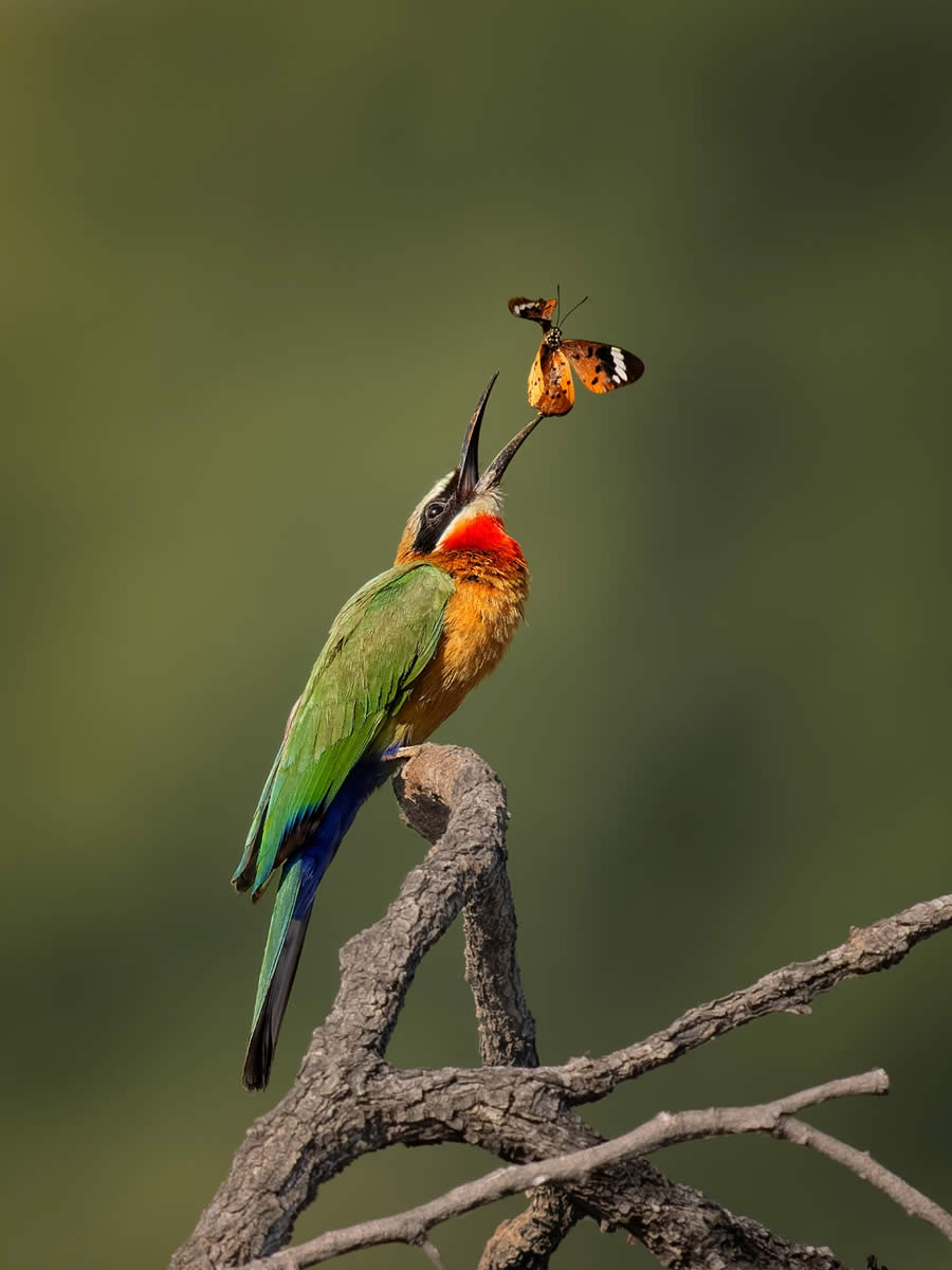 SINWP Bird Photographer of the Year 2024 Winners