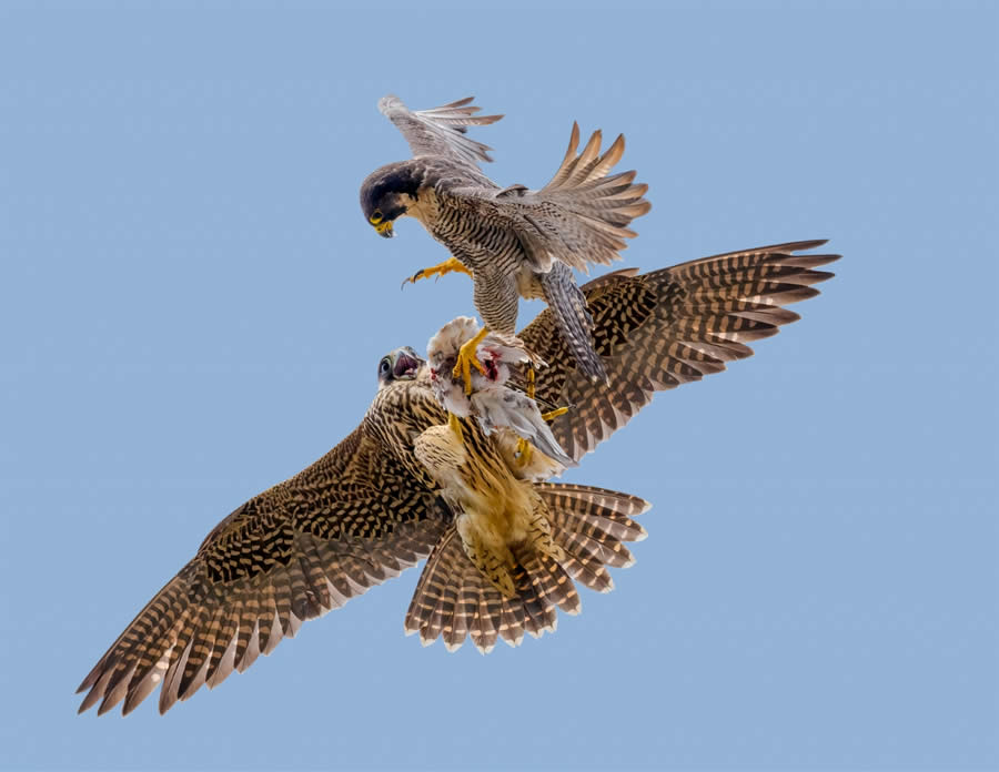 SINWP Bird Photographer of the Year 2024 Winners