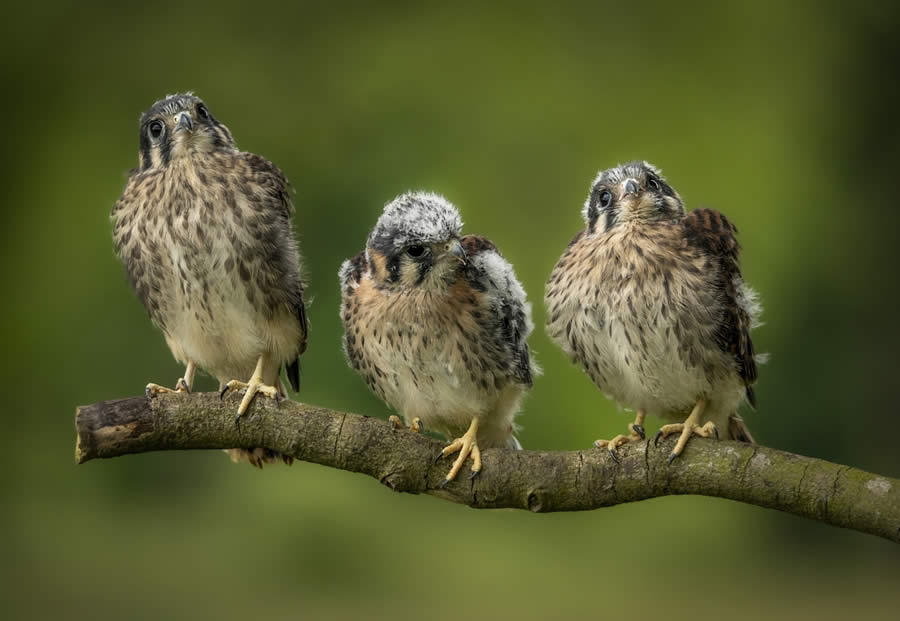 SINWP Bird Photographer of the Year 2024 Winners