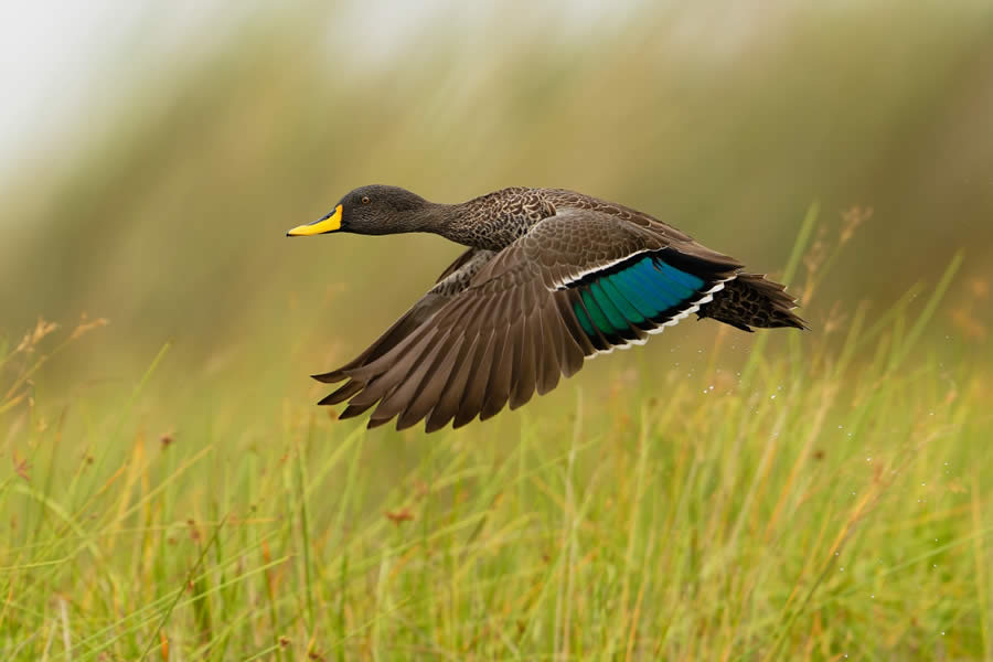 SINWP Bird Photographer of the Year 2024 Winners