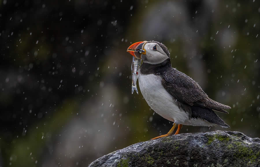 SINWP Bird Photographer of the Year 2024 Winners