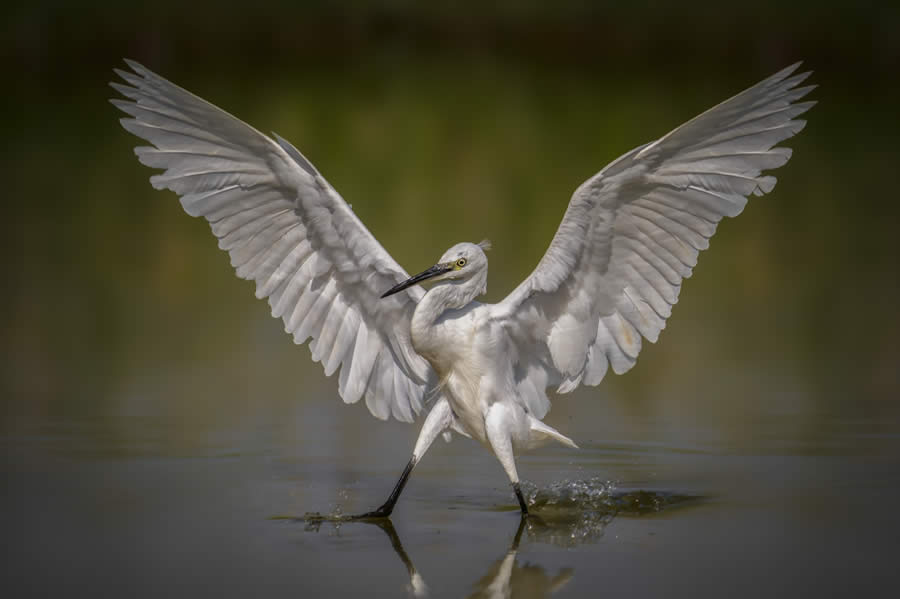 SINWP Bird Photographer of the Year 2024 Winners