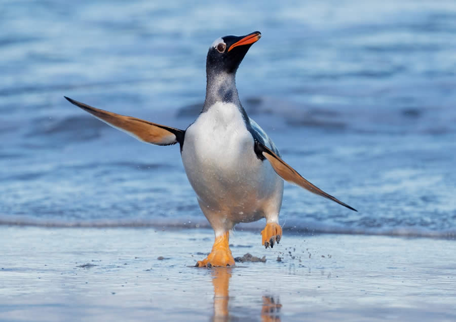 SINWP Bird Photographer of the Year 2024 Winners