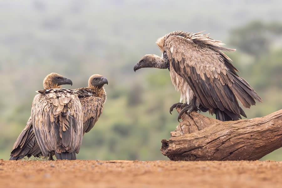 SINWP Bird Photographer of the Year 2024 Winners