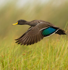 18 Outstanding Winning Photos from the SINWP Bird Photographer of the Year 2024