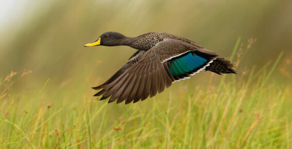 18 Outstanding Winning Photos from the SINWP Bird Photographer of the Year 2024