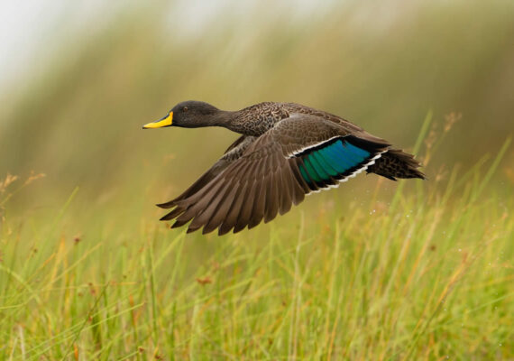 18 Outstanding Winning Photos from the SINWP Bird Photographer of the Year 2024