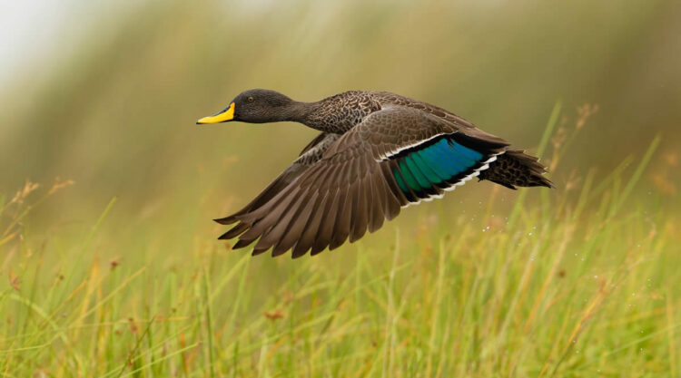 SINWP Bird Photographer of the Year 2024 Winners