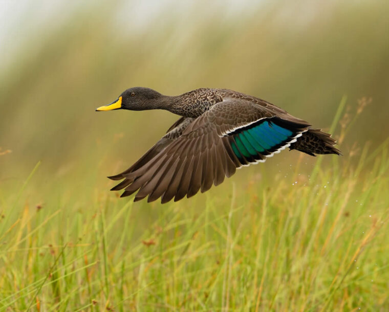 18 Outstanding Winning Photos from the SINWP Bird Photographer of the Year 2024