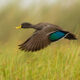 SINWP Bird Photographer of the Year 2024 Winners