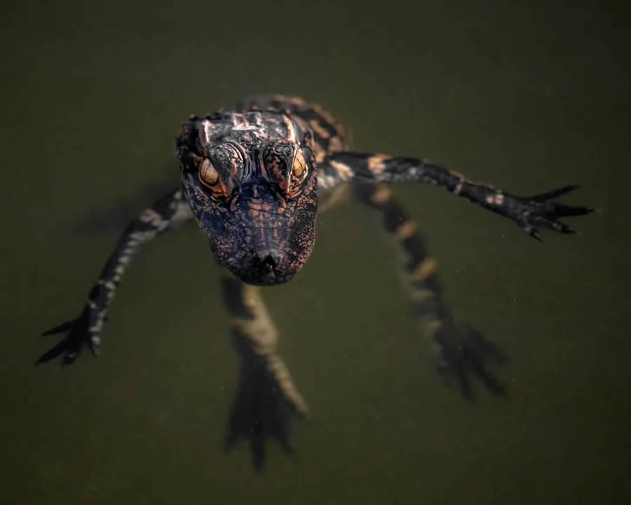 Nature and Drone Smithsonian Magazine Awards 