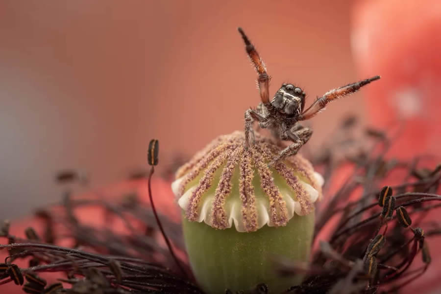 Nature and Drone Smithsonian Magazine Awards 