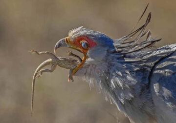 20 Outstanding Nature and Drone Winners from Smithsonian Magazine’s Awards