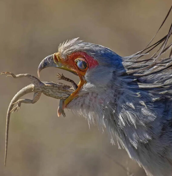 20 Outstanding Nature and Drone Winners from Smithsonian Magazine’s Awards