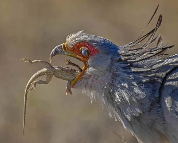 20 Outstanding Nature and Drone Winners from Smithsonian Magazine’s Awards