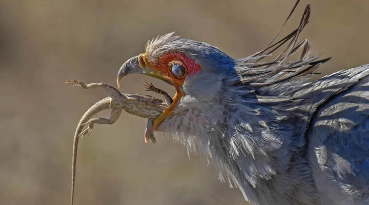 Nature and Drone Smithsonian Magazine Awards