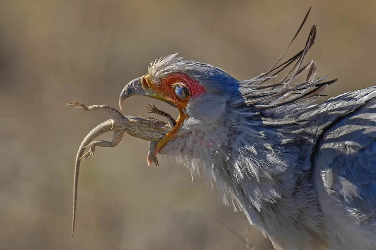 Nature and Drone Smithsonian Magazine Awards