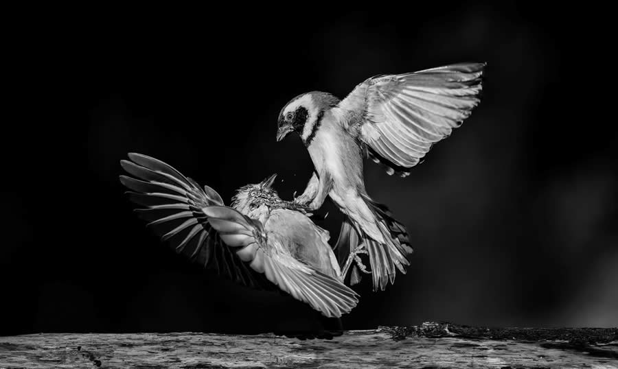 Black and White-Winning Photos from the Artist Gallery Awards 2024