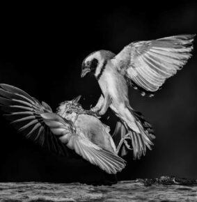 24 Fantastic Black and White-Winning Photos from the Artist Gallery Awards 2024