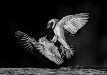 Black and White-Winning Photos from the Artist Gallery Awards 2024